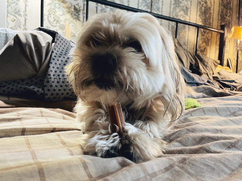 a white dog looks uncertainly at the camera, on a bed, treat clutched between his paws