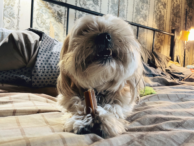 a white dog raises his head while chewing, showing off his lower front teeth