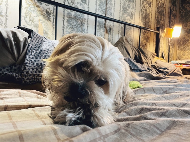 a white dog eats a close-to-last piece of treat between his paws