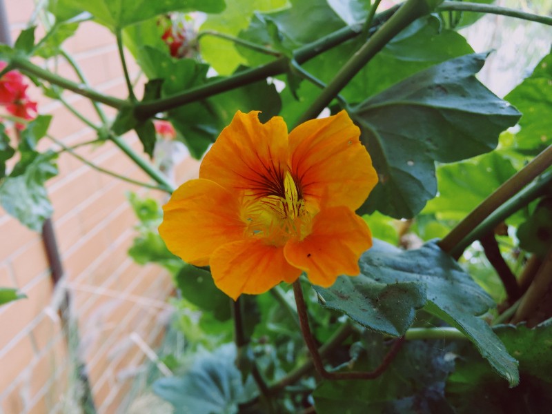 close-up of a small orange flower, green vines visible in the background