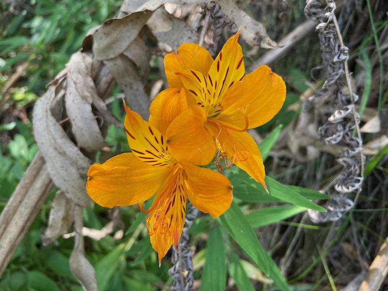 a close-up of an orange flower with pointy petals, blurred foliage in the background