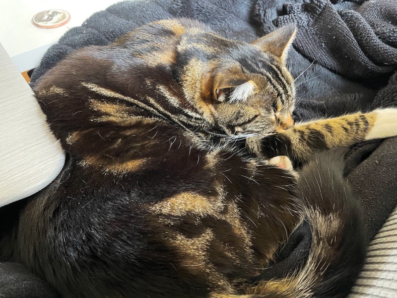 a tabby cat curled up and sleeping on a black blanket, one paw outstretched