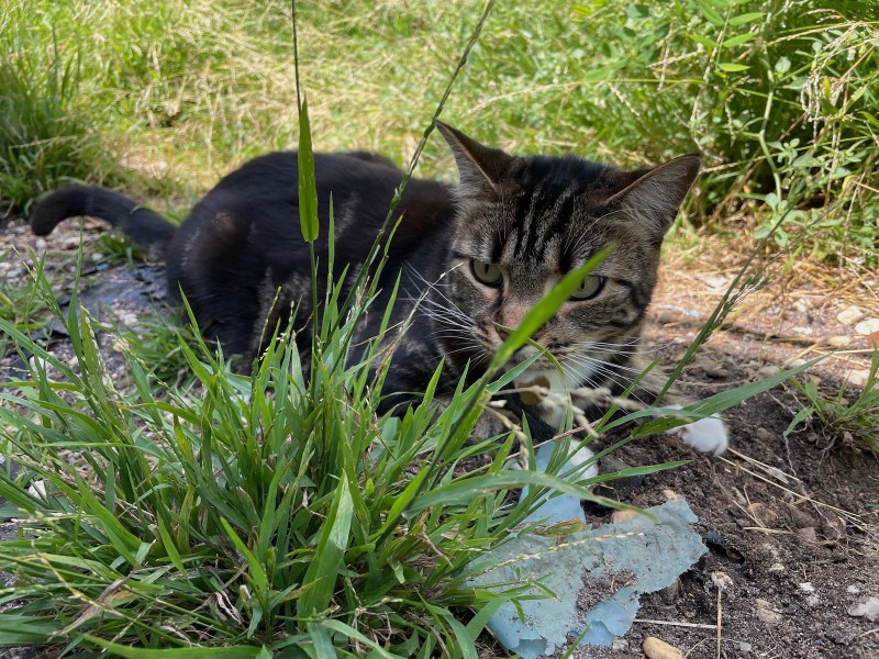 a tabby cat sits amidst some grassy weeds
