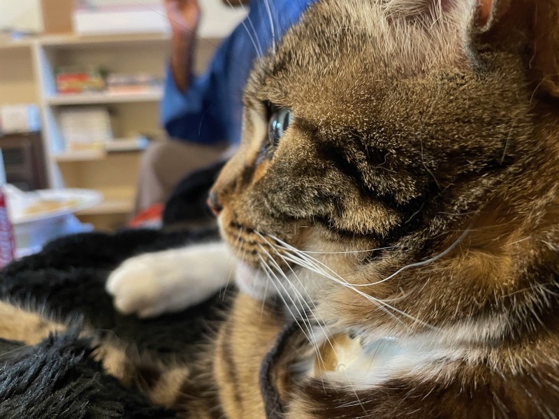 close-up of a tabby cat, profile view, intently watching something off-camera