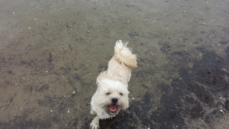 a small white dog runs exhilaratedly on a muddy winter beach