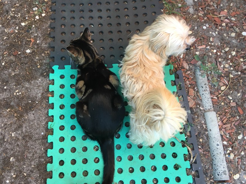 top-down photo of a tabby cat and a little white dog, on some foam padding in a backyard