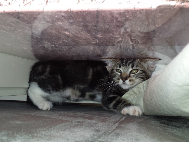 a picture of a tabby kitten sandwiched between a grey couch and a window, taken top-down