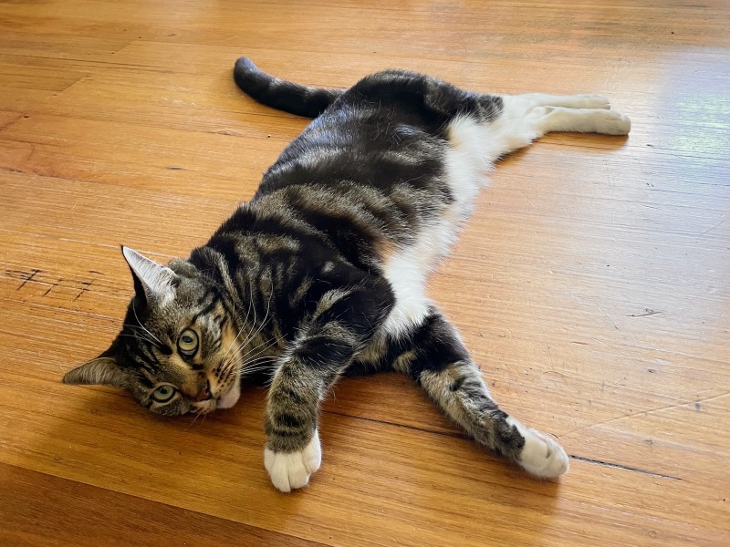 a tabby cat lies sprawled out on a wooden floor, head raised to look quizzically at the camera