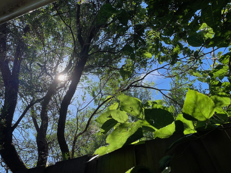 a photo taken from the ground looking up, of the sun and blue sky seen through the branches of a tree