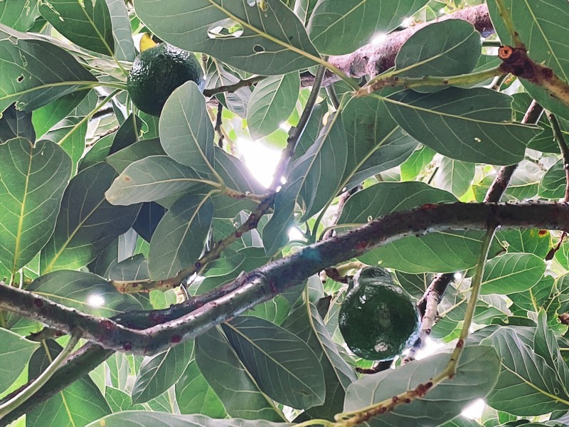 close-up of two avocados growing amidst the leafy branches of a tree