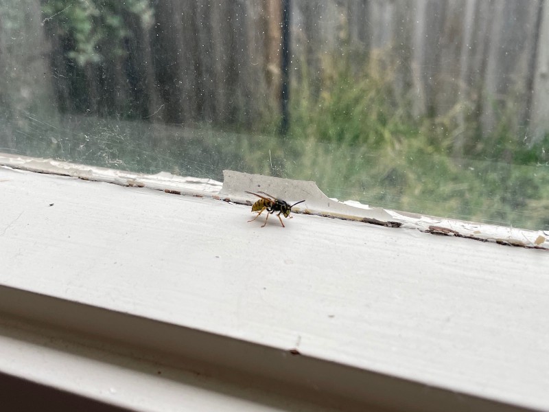 a wasp on a white-coloured windowsill