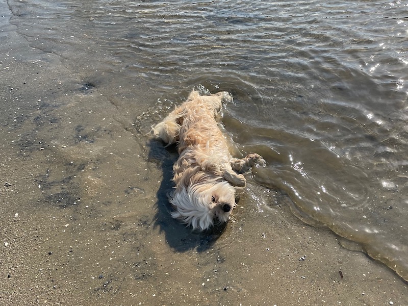 a small white dog flops, shoulder-first, into shallow ocean water