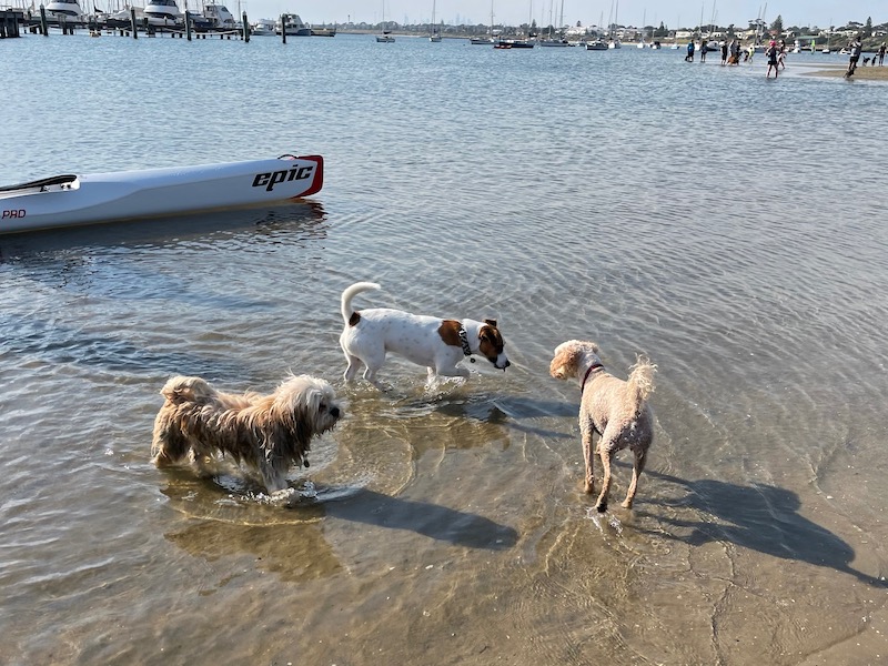 three small dogs meet and sniff each other in the water