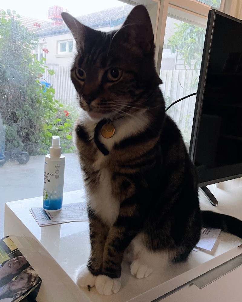 a tabby cat sits on an entertainment unit next to a window in daylight
