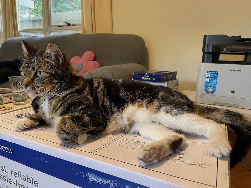 a tabby cat on a large cardboard box in a living room