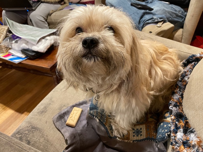 a white dog on an armchair sits next to a bikkie, staring down the photo-taker