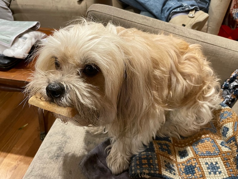 a white dog on an armchair grips his bikkie in his mouth, staring down the photo-taker
