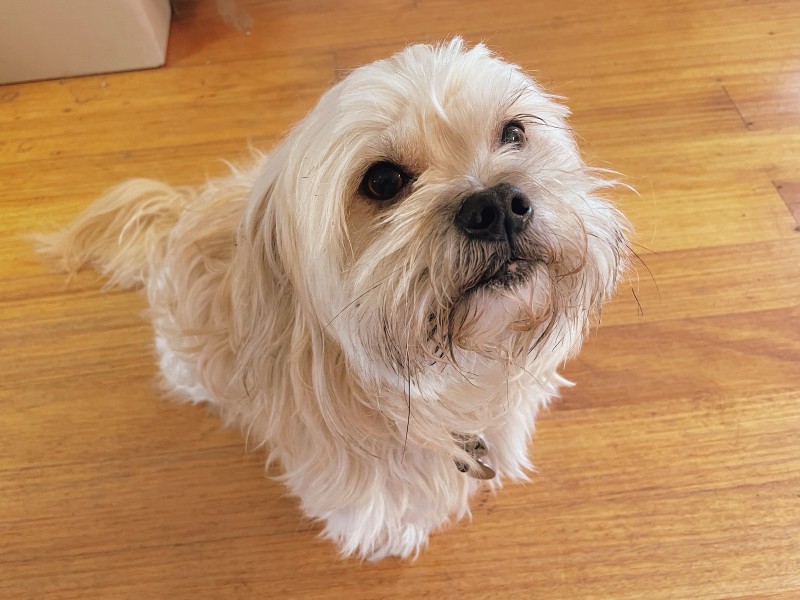 a white dog sits on a wooden floor, looking anxiously at the photo-taker