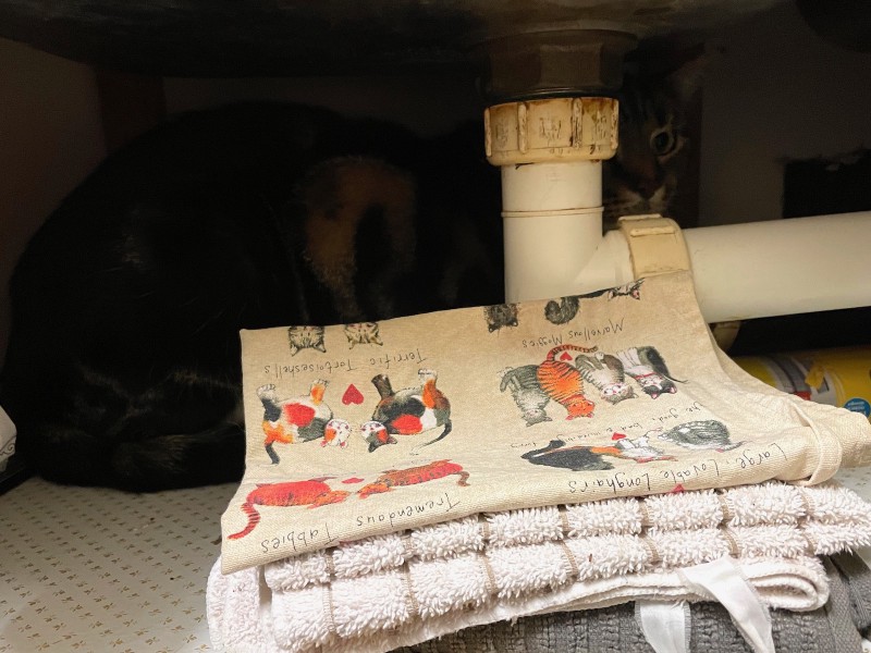 a tabby cat hides in a dark space under a kitchen sink; tea towels are in the foreground