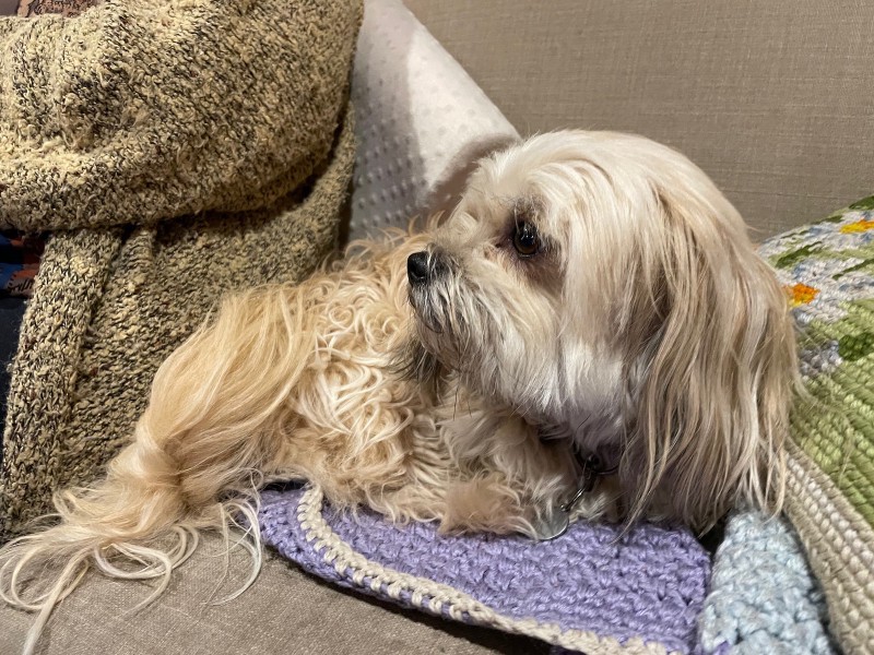 a close-up of a small white dog looking to the left