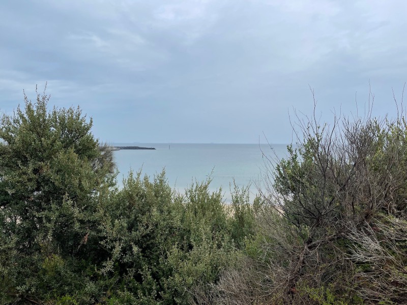 foreground: some shrubs. behind that: a cloudy sky, and the ocean nearly the same colour