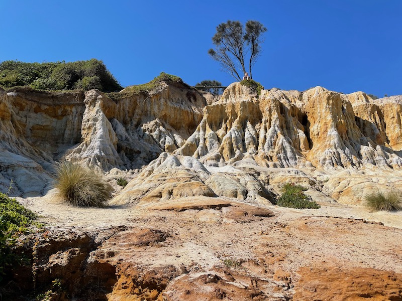 a whitish cliff viewed from the bottom looking up, a small tree on top