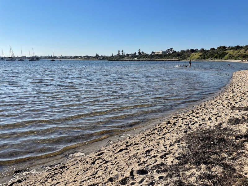 blue skies, blue ocean, some shrubs to the right of the frame, and sand with weeds on it in the foreground. in the water, in the distance, a human and three dogs are standing around on the right, and some small boats are parked on the left.