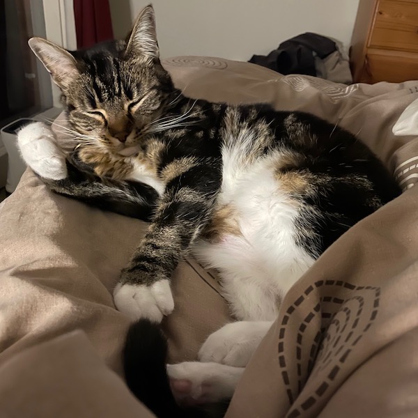 a tabby cat rests on a bed, eyes closed, in dim light