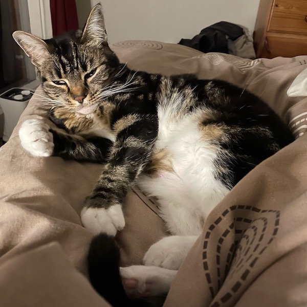 a tabby cat rests on a bed, eyes half-open, in dim light