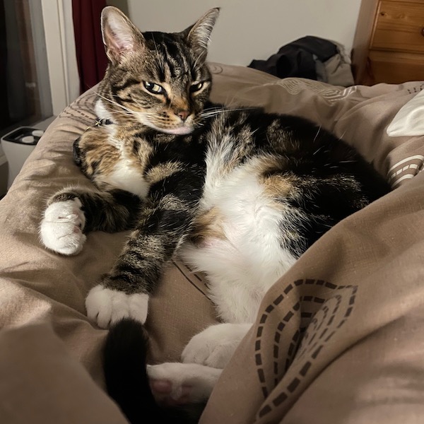 a tabby cat rests on a bed, eyes fully open, in dim light