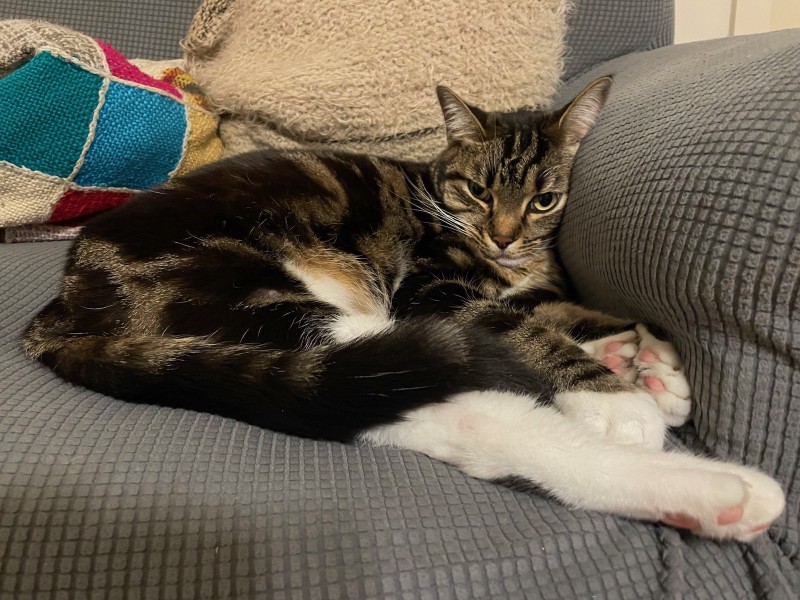 a tabby cat lies on a sofa with her head against the armrest, looking irritated