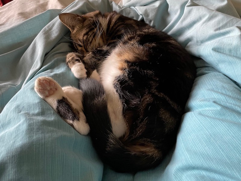 a tabby cat loosely curled up, one rear foot sticking up to expose pink toe beans, on a bed with a blue doona