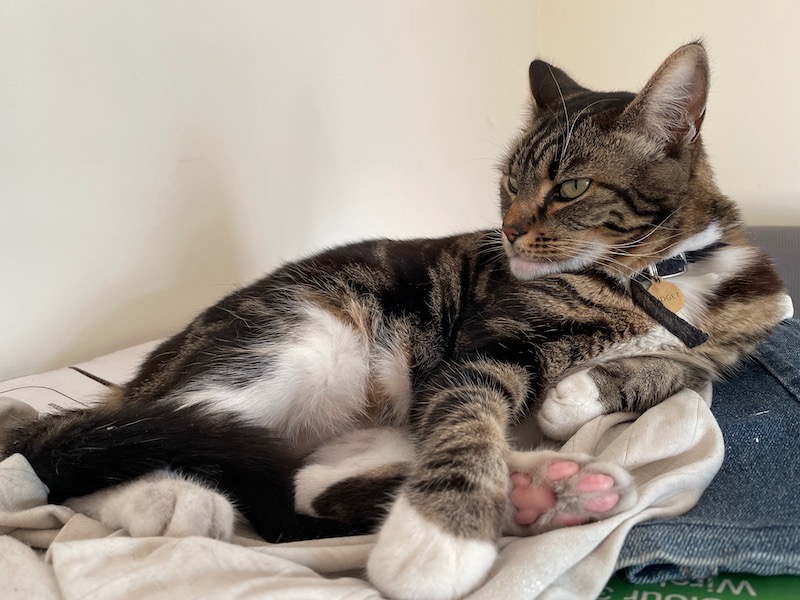 a tabby cat lies on a box with clothes on it, looking away