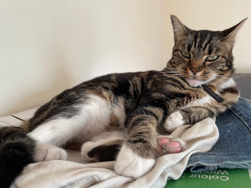 a tabby cat lies on a box with clothes on it, looking at the camera