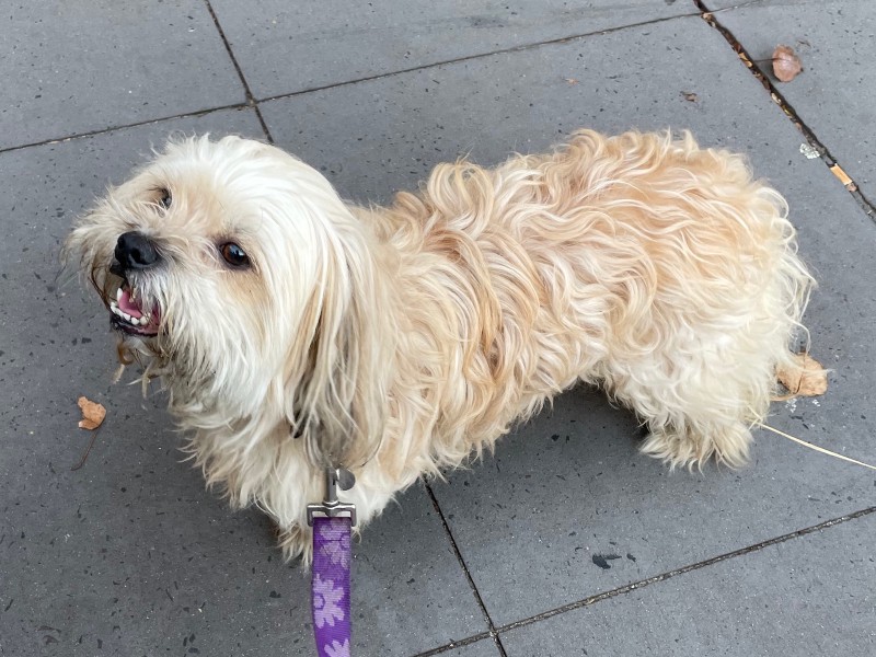 a small white dog grins on a footpath