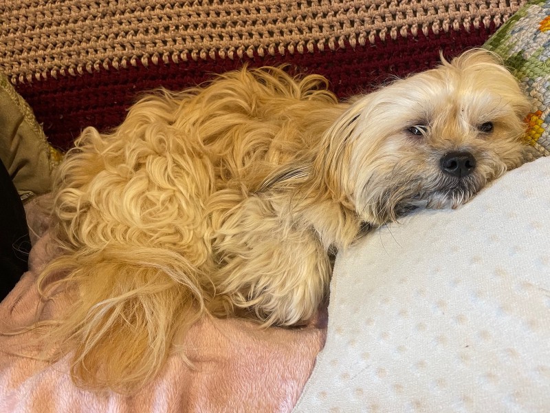 a small white dog looks up sleepily from a couch which is covered in blankets, with his chin resting on a cushion