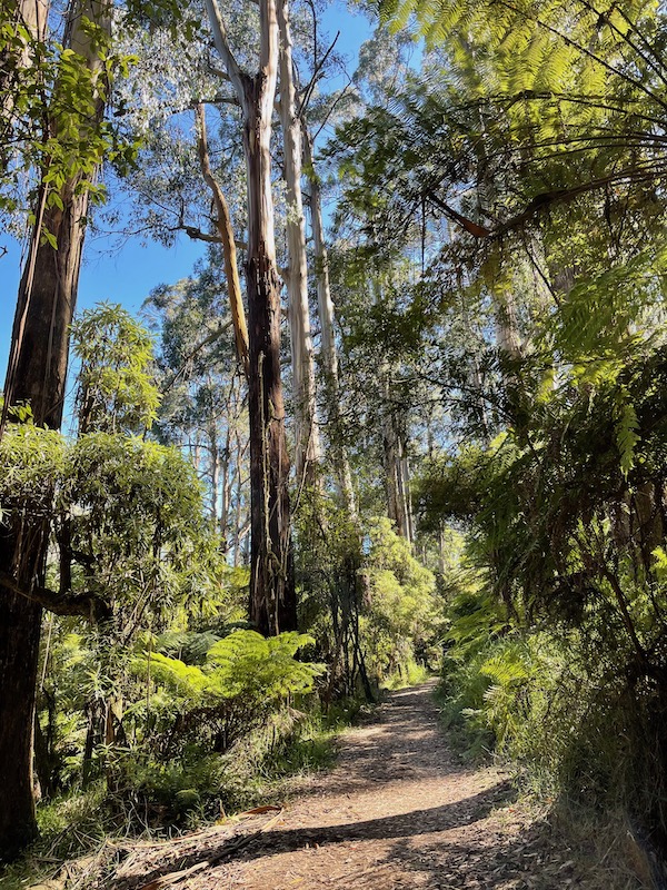 trees and ferns around a path, blue sky behind