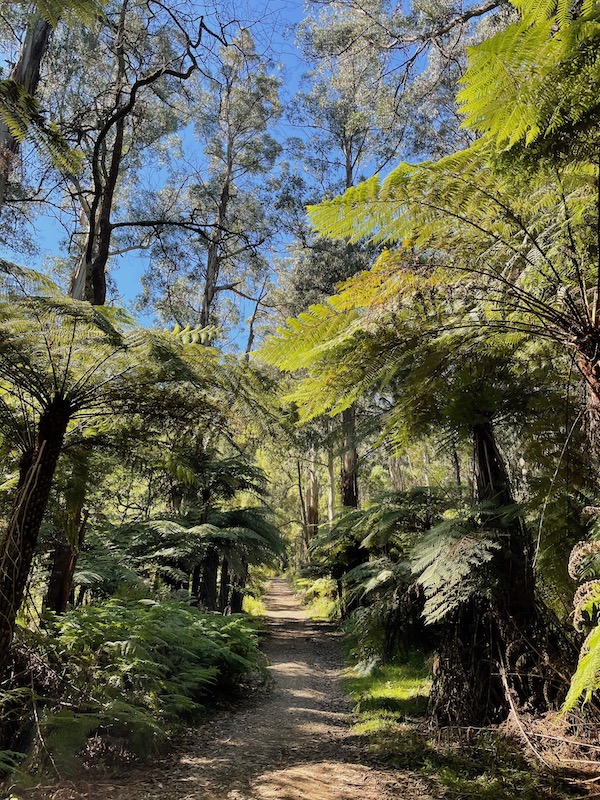trees and ferns around a path, blue sky behind