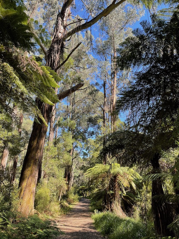 trees and ferns around a path, blue sky behind