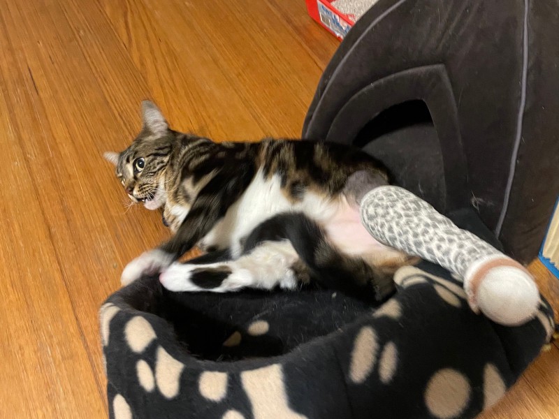 a patterned cat bed on a wooden floor is tipped sideways by a tabby cat with one bandaged leg lying on her side, looking shocked