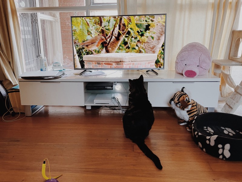 a tabby cat sits on the floor in front of a TV, looking up spellbound at the bird visible on the screen