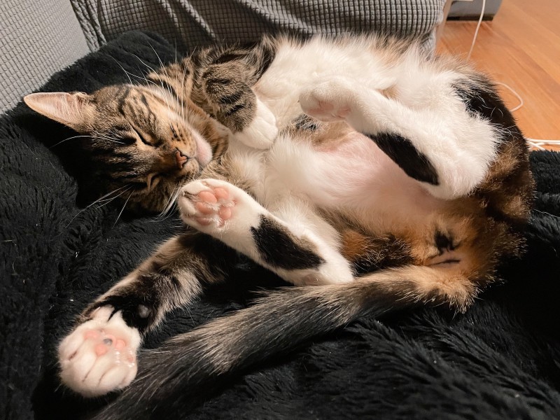 a tabby cat sleeps on a black blanket, belly exposed with her back feet sticking up in the air