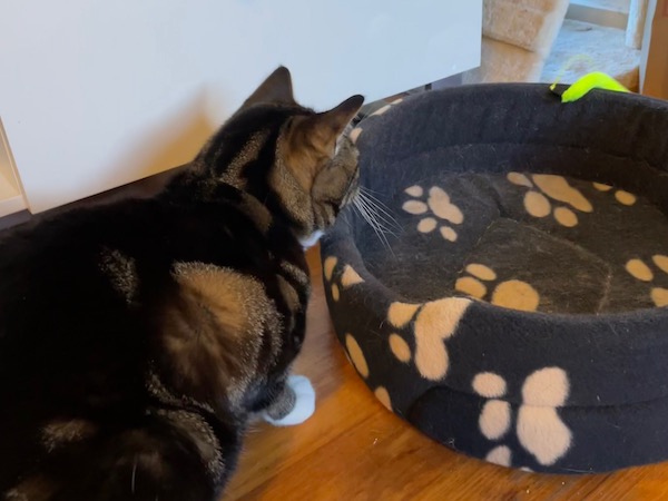 a tabby cat crouches, ready to pounce on a neon yellow dangly thing waving enticingly over the rim of her brown cat bed