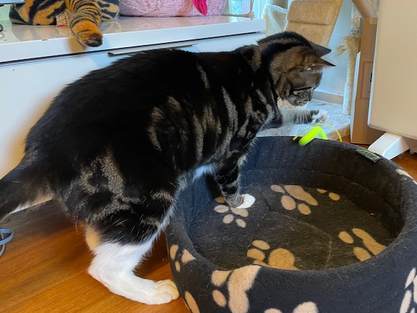 a tabby cat swats a neon yellow dangling thing straddling the rim of her cat bed