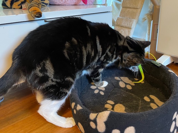a tabby cat sniffs at, about the bite, a neon yellow dangling thing hanging over the rim of her cat bed