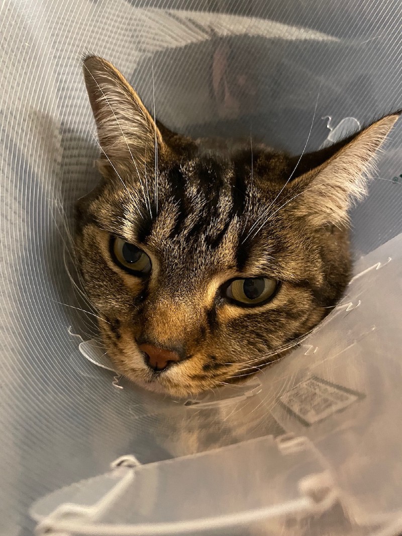 close-up of the head of a tabby cat surrounded by a clear plastic cone, with wide-open eyes, perhaps quietly incensed by the indignity of her predicament