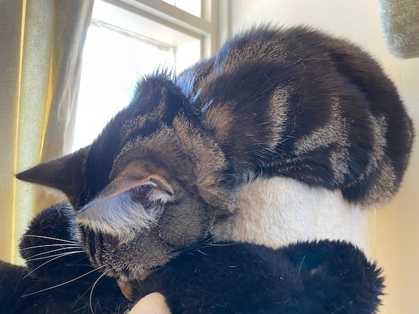 a tabby cat sleeping on a cat tower, her little face dangling off the edge, her nose buried in a (just discernible) black teddy bear