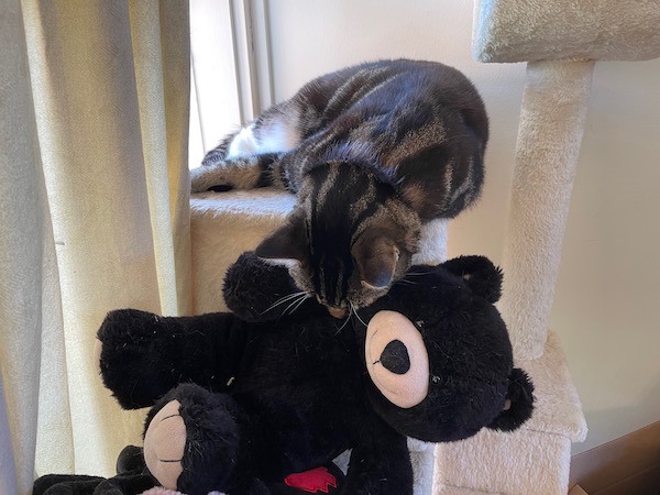 photo taken from a little further away of the tabby cat sleeping with her face dangling onto a black teddy bear (this time clearly visible)