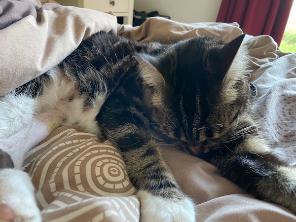 a tabby cat on a brown bedspread chews her armpit