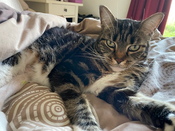 a tabby cat on a brown bedspread looks straight at the photo-taker